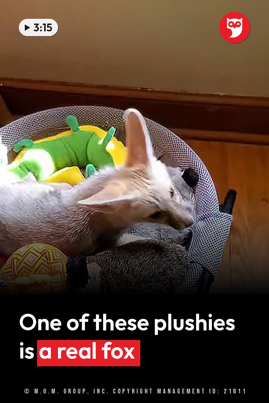 A small fox with large ears rests in a basket surrounded by colorful stuffed toys on a wooden floor. A headline runs in white letters across the lower third.