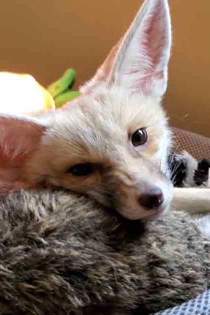 A fennec fox, juvenile with light brown coat and dark markings around eyes and ears, sits on a chair or couch indoors surrounded by various stuffed toys in front of neutral-colored walls and wooden flooring; natural light suggests daytime.
