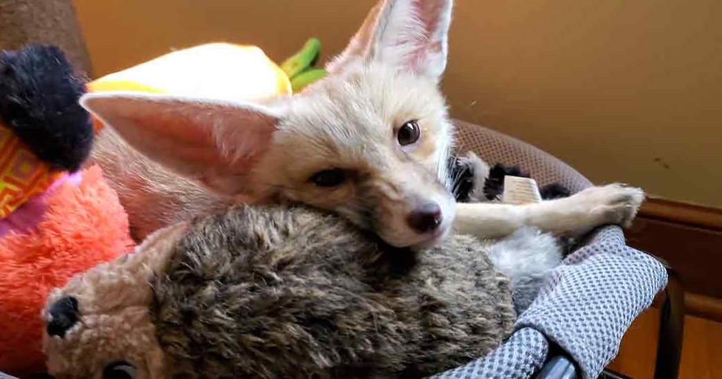 A fennec fox, juvenile with light brown coat and dark markings around eyes and ears, sits on a chair or couch indoors surrounded by various stuffed toys in front of neutral-colored walls and wooden flooring; natural light suggests daytime.