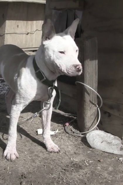 A white dog with a black collar stands near a wooden structure in an outdoor rural setting. Another dog, possibly mixed breed, is seen in the background amidst scattered debris and dry grass.