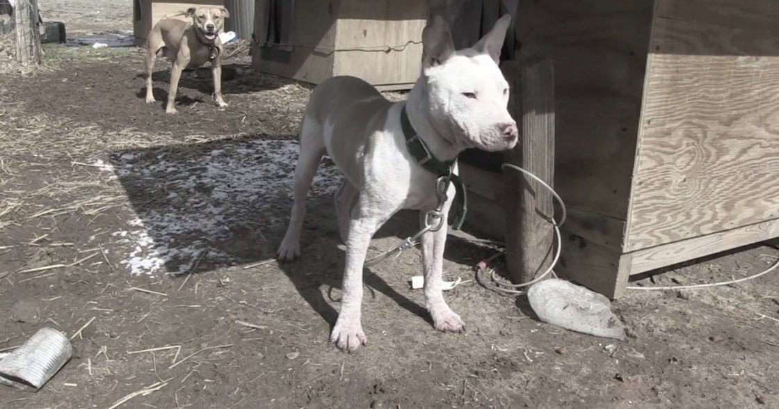A white dog with a black collar stands near a wooden structure in an outdoor rural setting. Another dog, possibly mixed breed, is seen in the background amidst scattered debris and dry grass.
