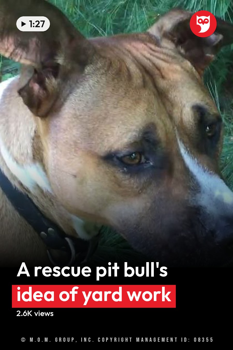 A light brown and white dog with pointy ears stands outdoors amidst greenery, possibly in a park or forested area. The headline runs in white letters across the lower third.