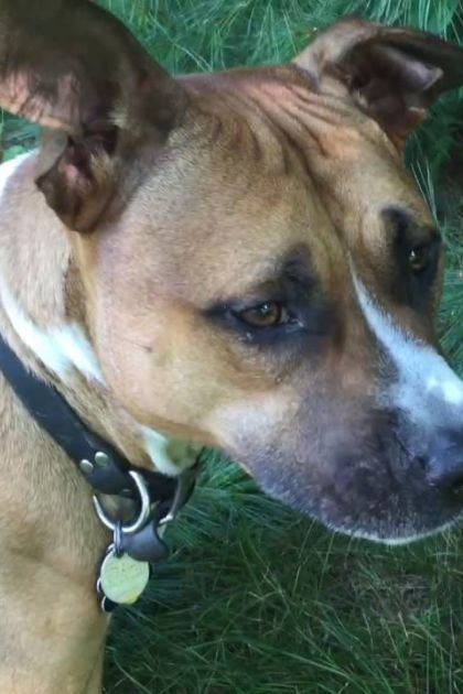 A light brown and white dog with pointy ears stands outdoors amidst greenery, possibly in a park or forested area.