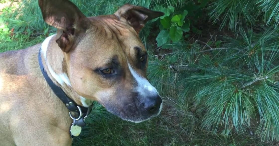 A light brown and white dog with pointy ears stands outdoors amidst greenery, possibly in a park or forested area.