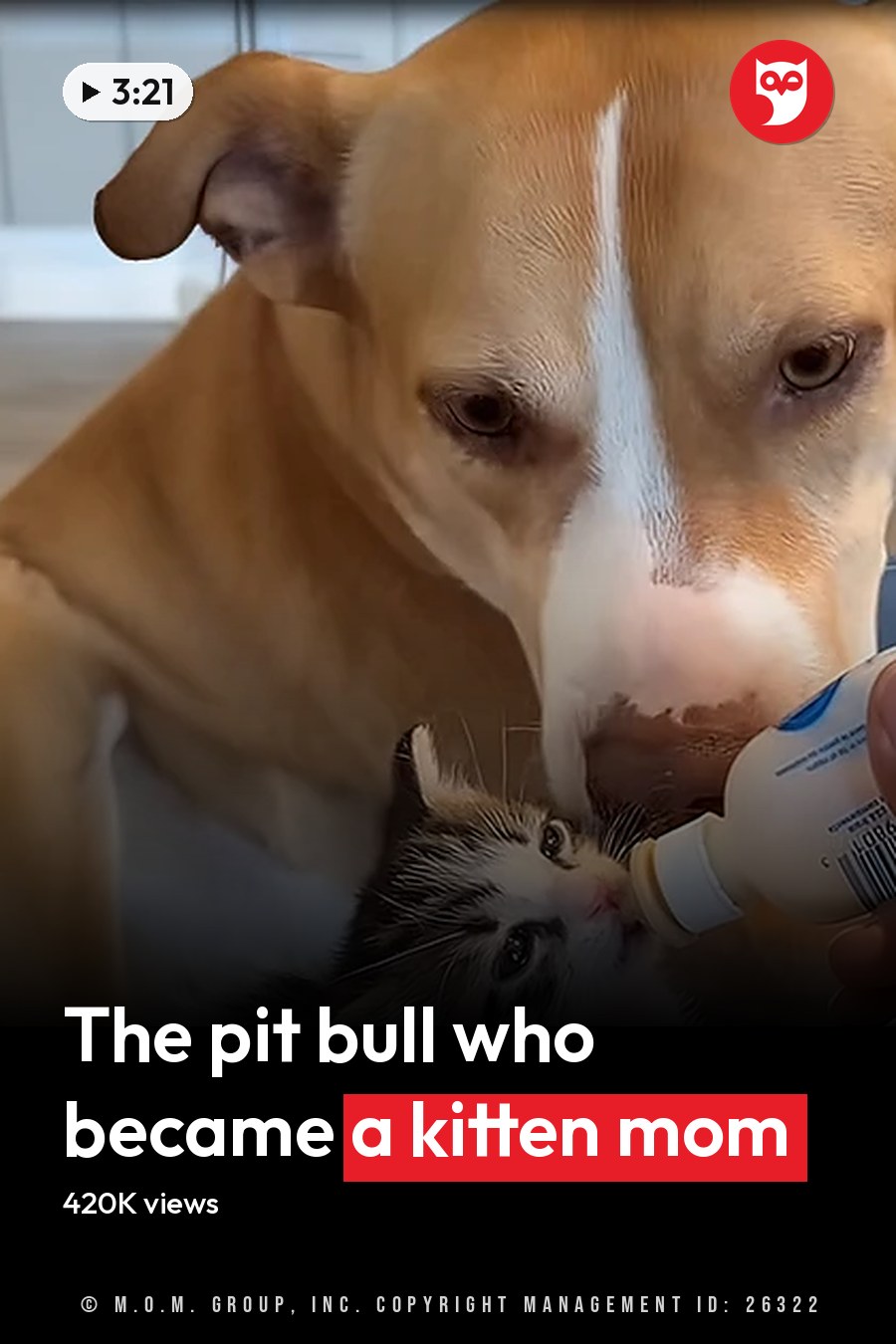 A tabby kitten being bottle-fed by an adult male in a home setting with blue yoga mat, wooden floor, and tiled wall in daylight. The headline runs in white letters across the lower third.