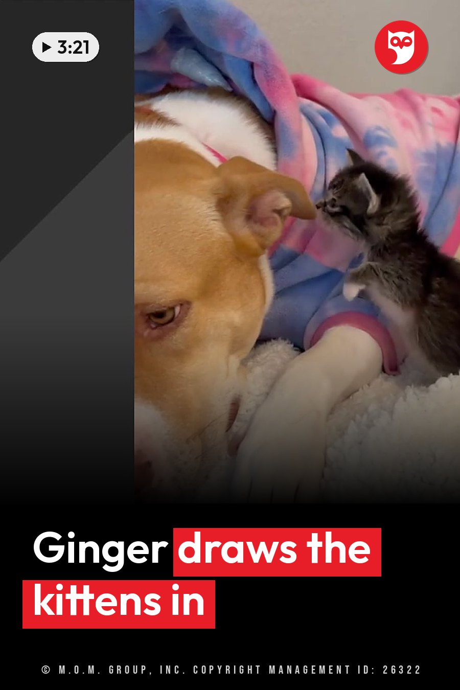 Ginger the pit bull lies on a blanket while a small kitten stands near her, facing her head. A headline runs in white letters across the lower third.