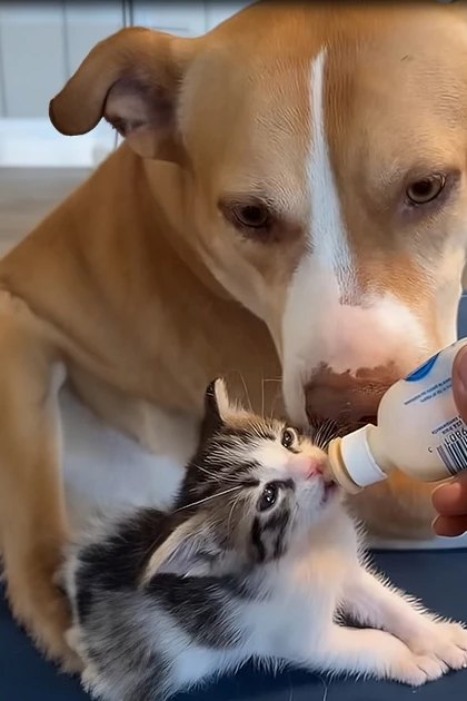 A tabby kitten being bottle-fed by an adult male in a home setting with blue yoga mat, wooden floor, and tiled wall in daylight.