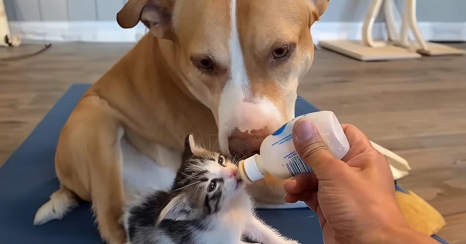 A tabby kitten being bottle-fed by an adult male in a home setting with blue yoga mat, wooden floor, and tiled wall in daylight.