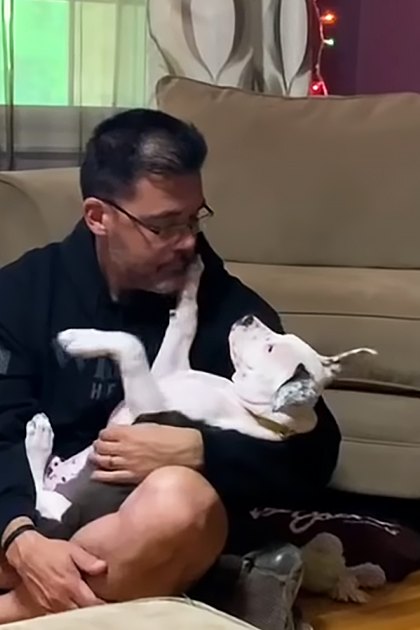 An adult male interacting with puppies in two different indoor settings: one showing a brick wall and fan, the other with a beige couch with patterned cushions and string lights.