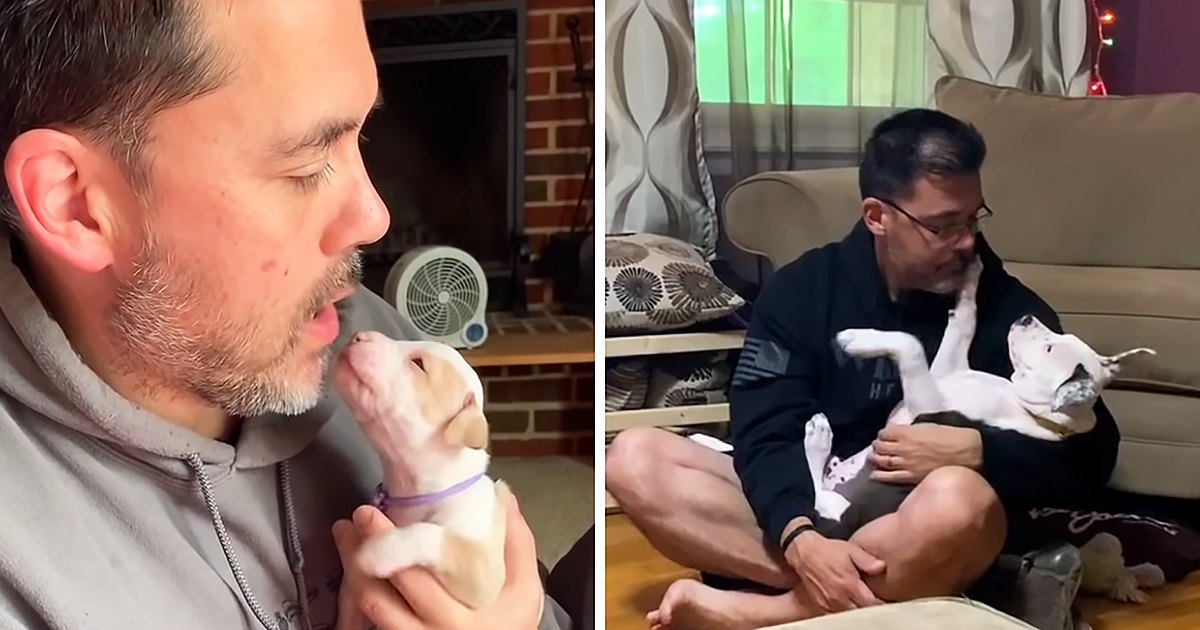 An adult male interacting with puppies in two different indoor settings: one showing a brick wall and fan, the other with a beige couch with patterned cushions and string lights.