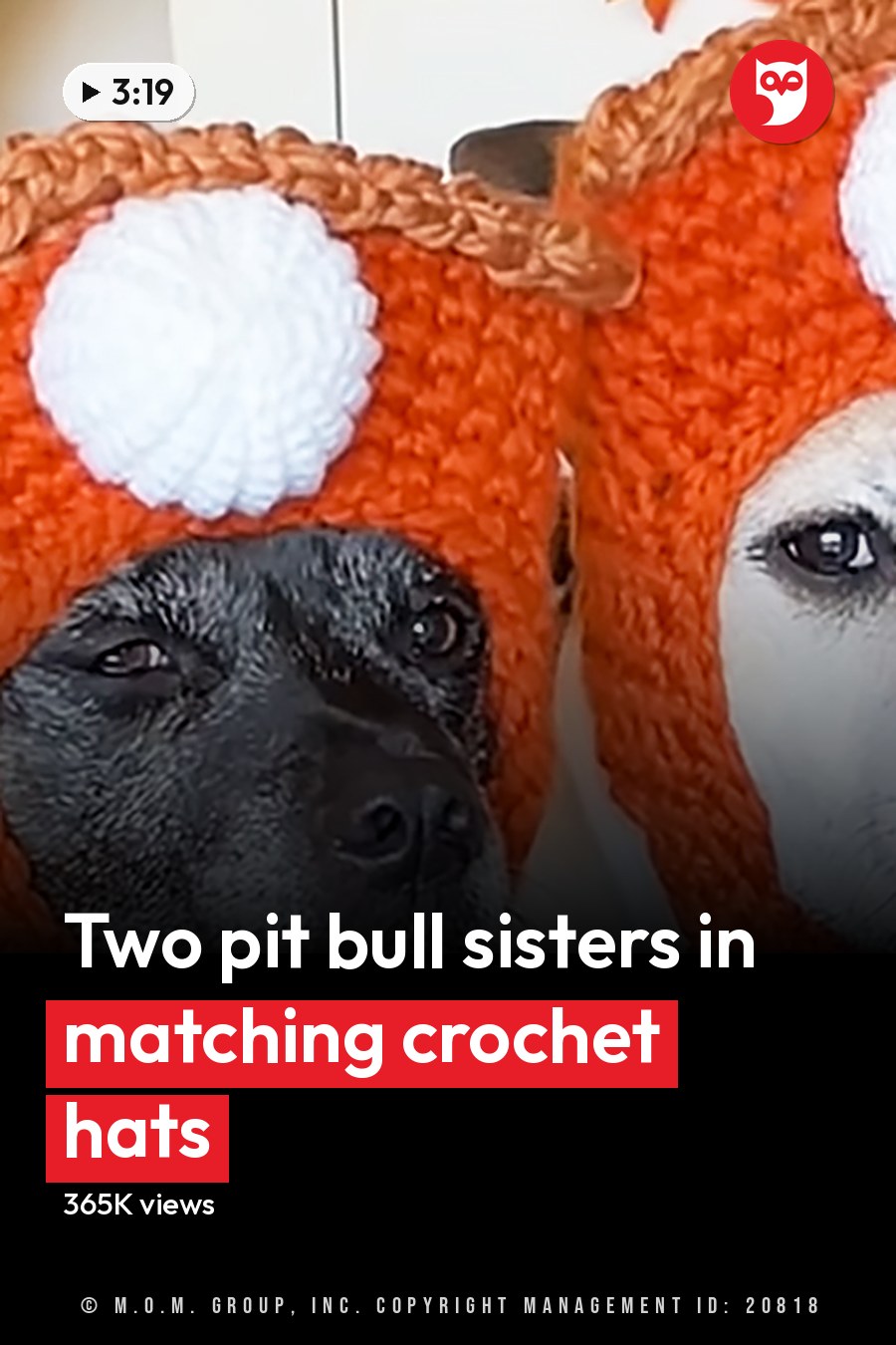 Two dogs wearing mushroom-shaped hats in a cozy indoor setting decorated for fall, with natural light and autumnal decorations. The headline runs in white letters across the lower third.