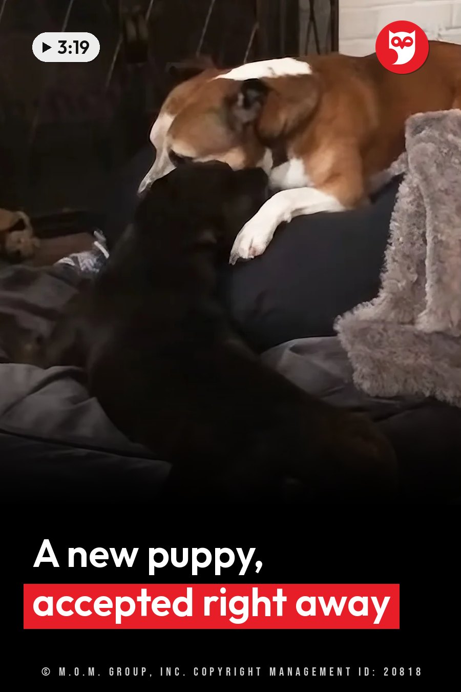 Two dogs rest together on a couch, a brown and white dog lying on top of a darker dog. A headline runs in white letters across the lower third.