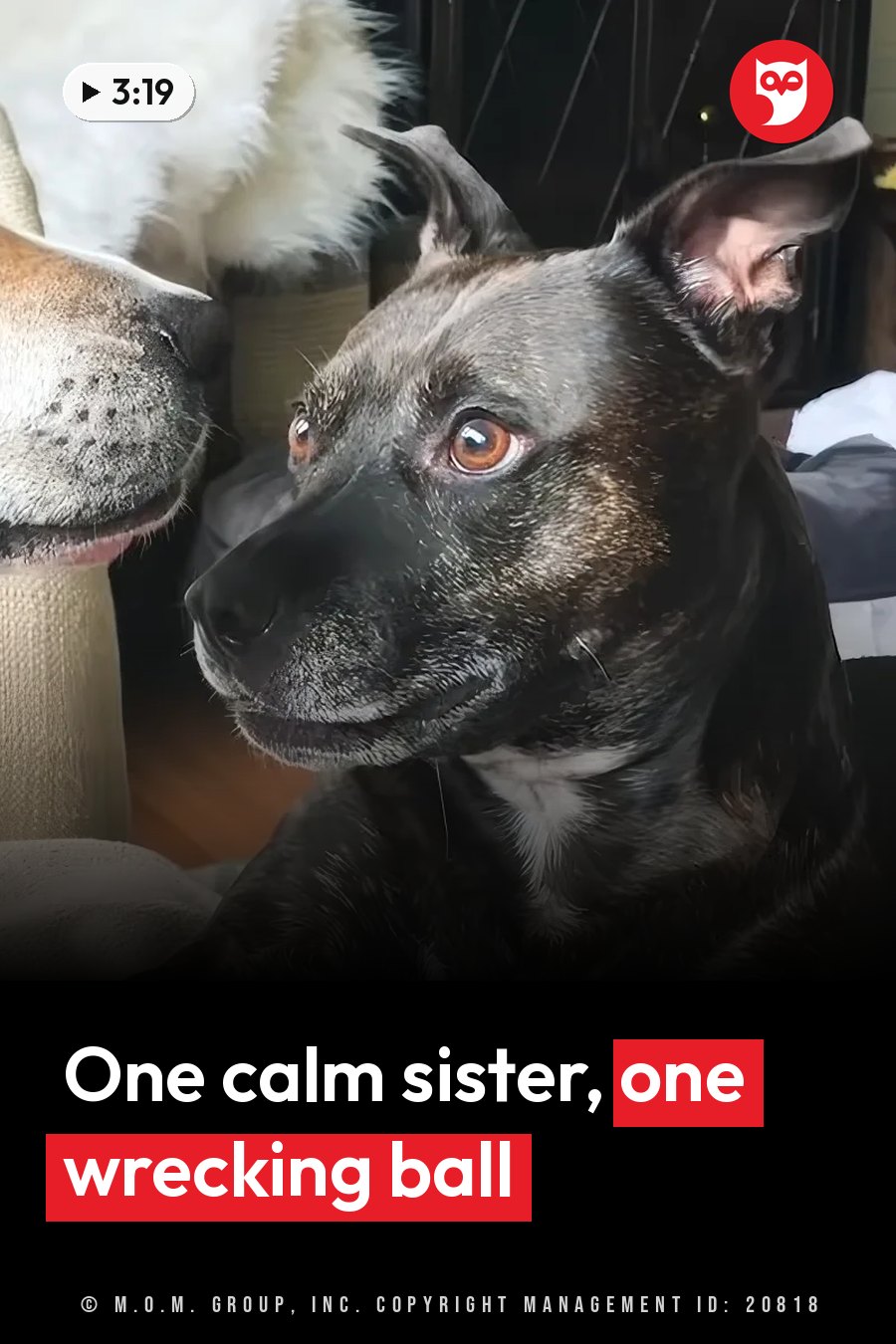 A black dog with brown eyes looks ahead while another animal's snout pokes in at the side of the picture. A headline runs in white letters across the lower third.