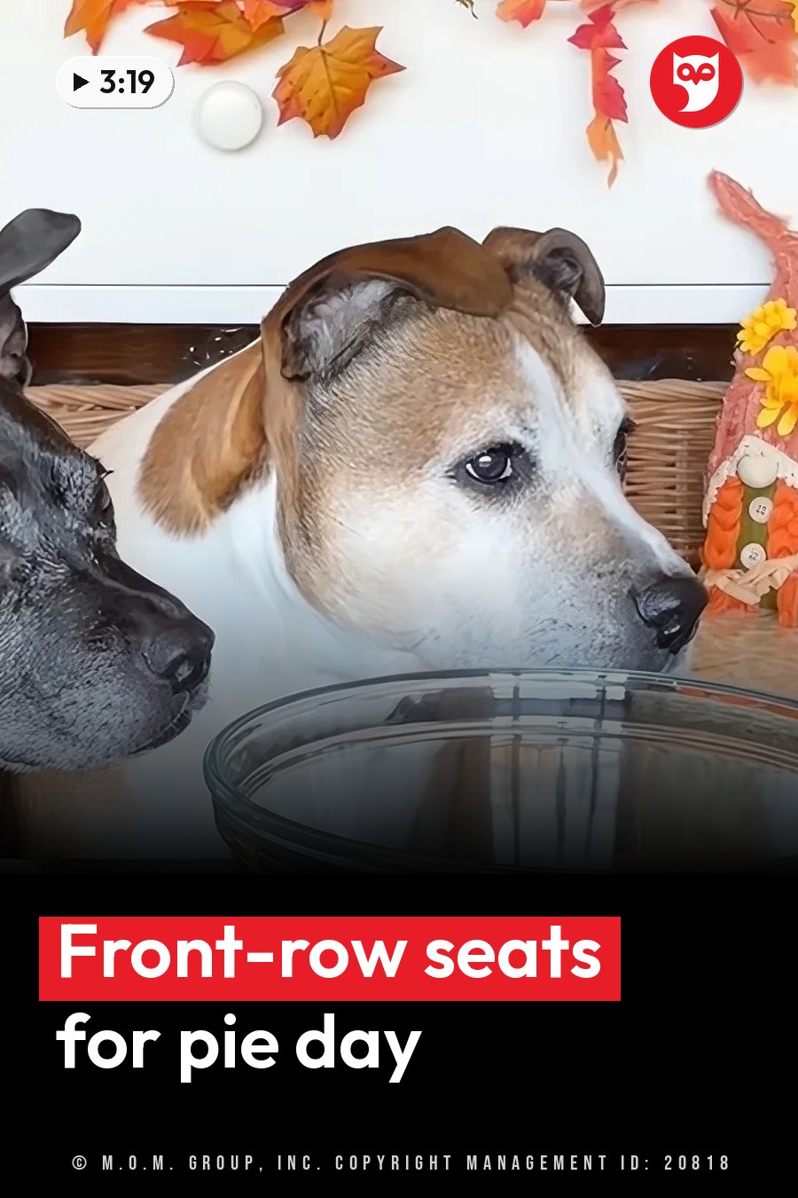 Two dogs sit beside a glass bowl and look ahead, with autumn leaves and a small gnome nearby. A headline runs in white letters across the lower third.