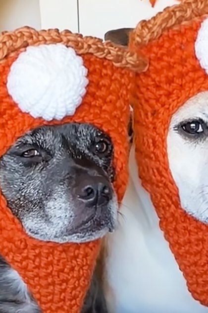 Two dogs wearing mushroom-shaped hats in a cozy indoor setting decorated for fall, with natural light and autumnal decorations.