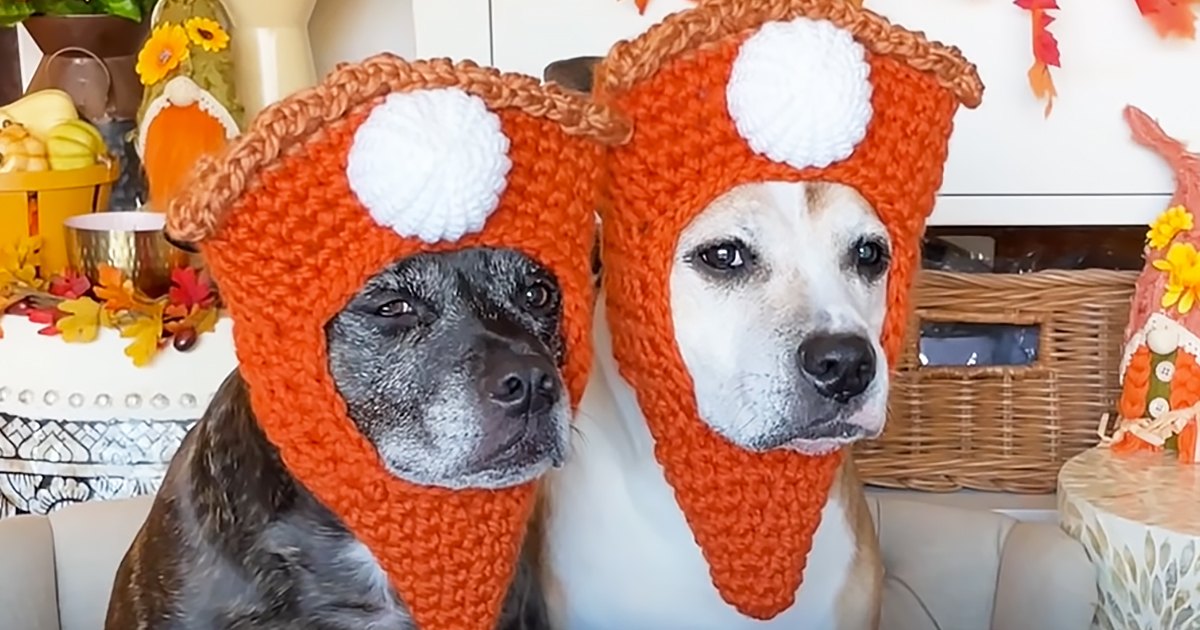 Two dogs wearing mushroom-shaped hats in a cozy indoor setting decorated for fall, with natural light and autumnal decorations.