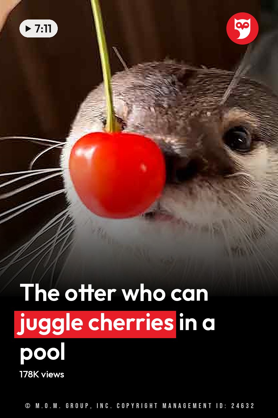 An adult otter with a light brown coat, white markings around its mouth and chest area, and a red cherry on its nose in an indoor setting with soft lighting. The headline runs in white letters across the lower third.