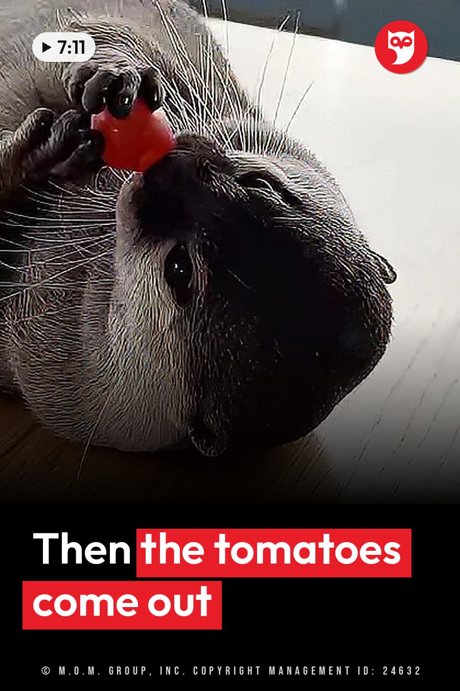 An otter on a wooden surface holds a red cherry tomato up near the mouth with both front paws. A headline runs in white letters across the lower third.