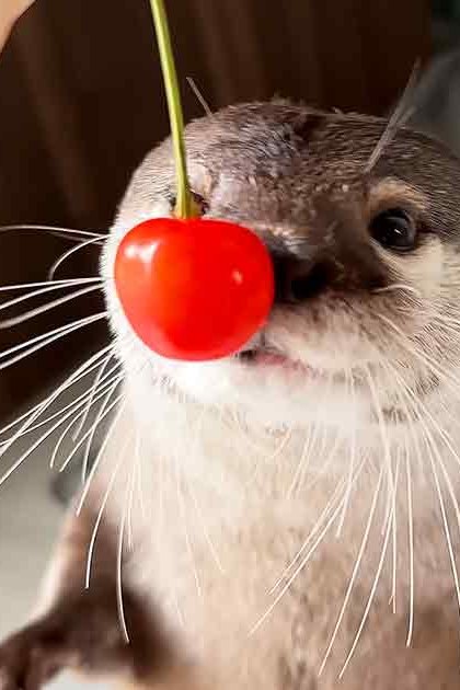 An adult otter with a light brown coat, white markings around its mouth and chest area, and a red cherry on its nose in an indoor setting with soft lighting.
