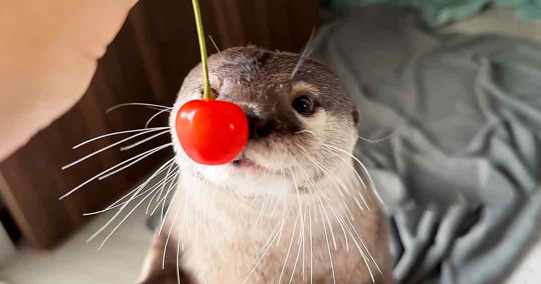 An adult otter with a light brown coat, white markings around its mouth and chest area, and a red cherry on its nose in an indoor setting with soft lighting.