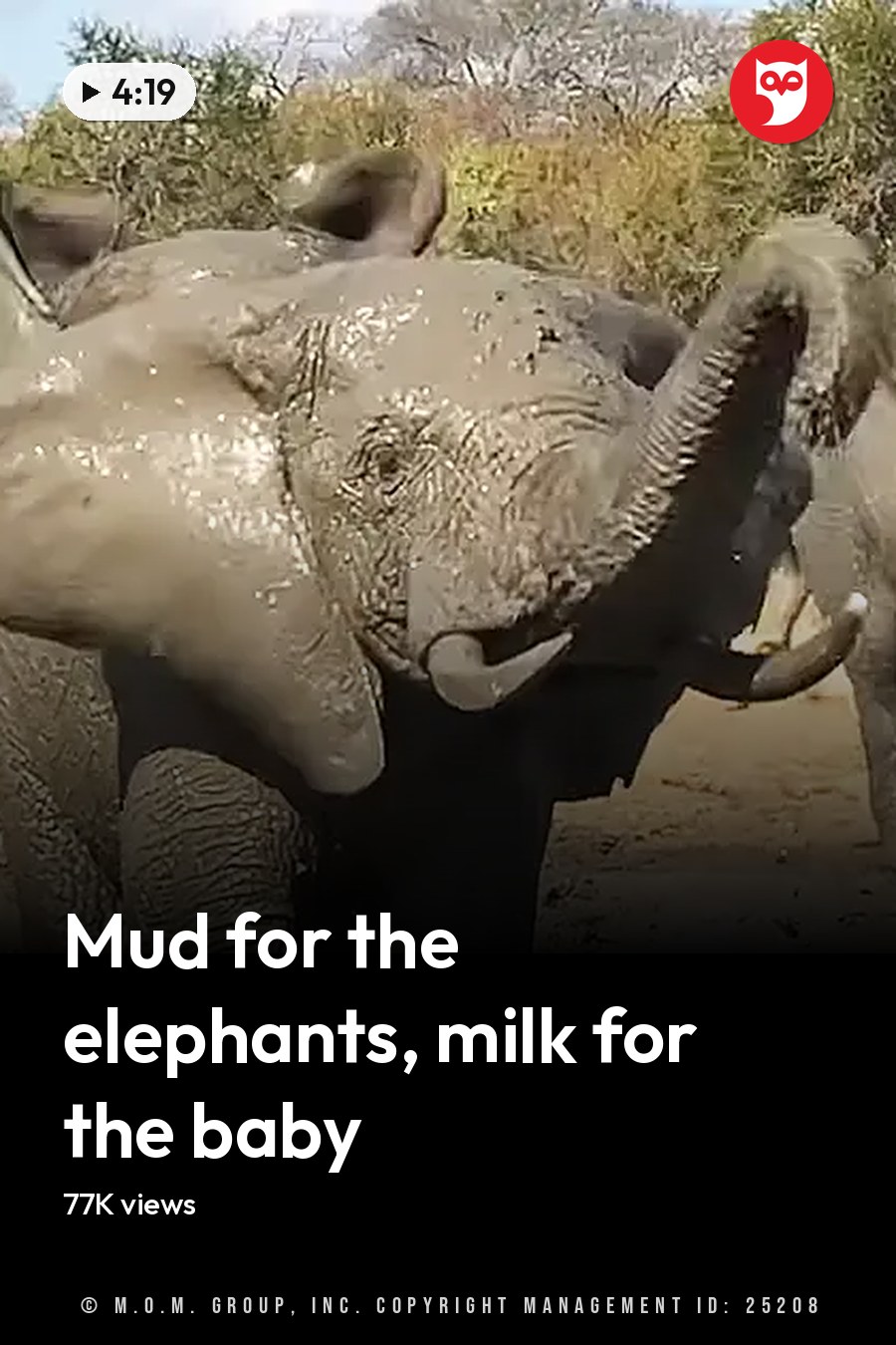 African elephants in a savanna-like environment with sparse vegetation, likely late summer or early fall. The headline runs in white letters across the lower third.