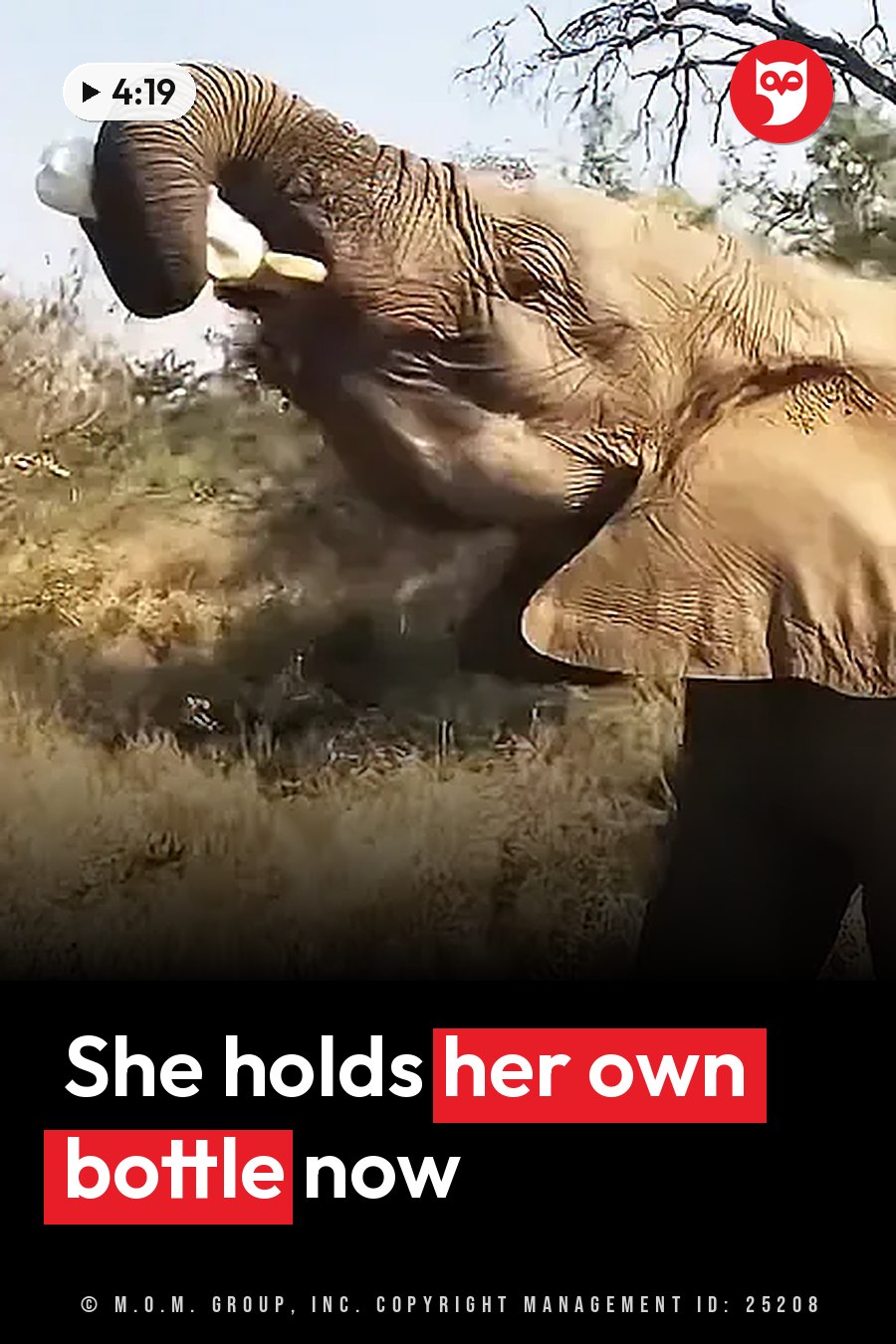 A young elephant holds a bottle with her trunk and drinks from it on dry, grassy ground. A headline runs in white letters across the lower third.