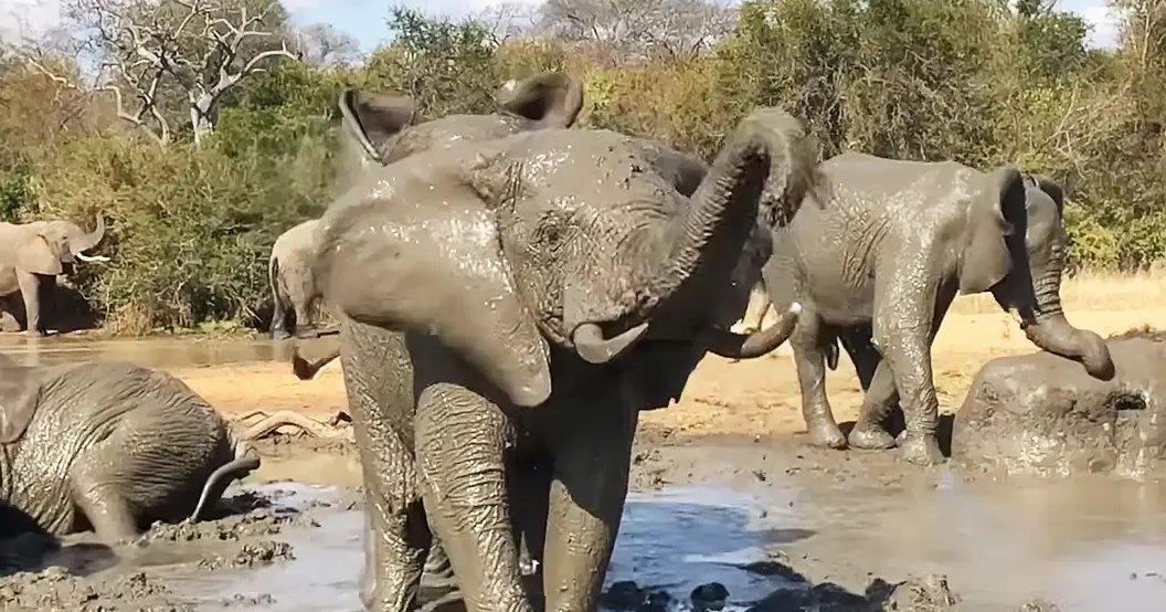 African elephants in a savanna-like environment with sparse vegetation, likely late summer or early fall.