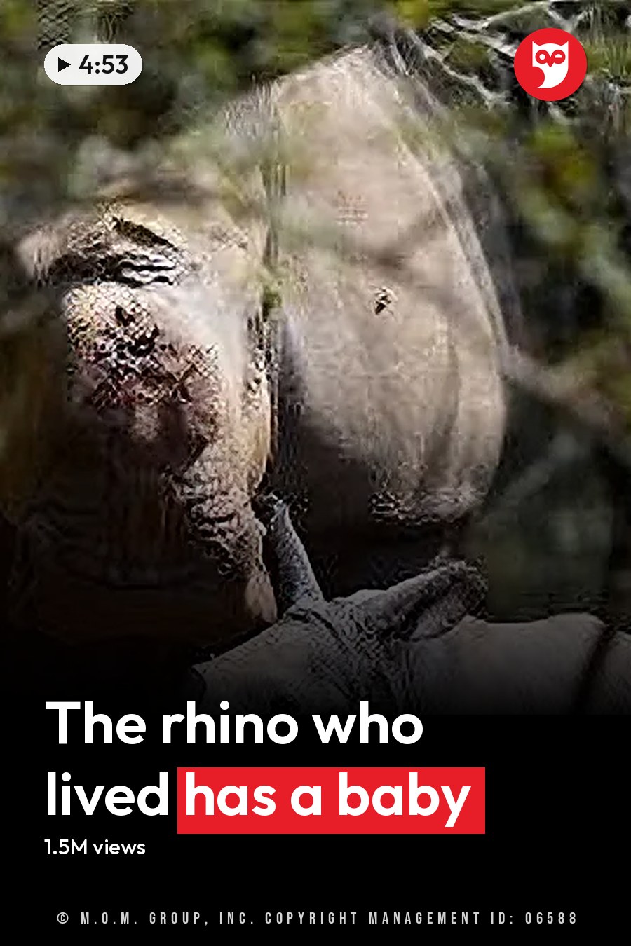 Two rhinoceroses in a forested outdoor setting with soft natural light filtering through trees. The headline runs in white letters across the lower third.