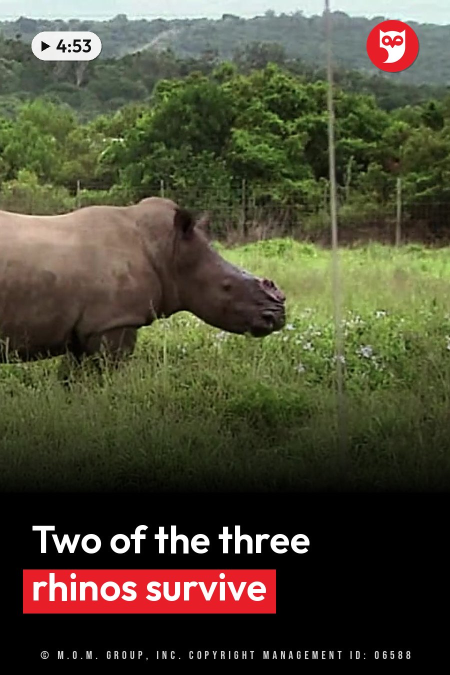 A rhinoceros stands in tall green grass near a fence, with trees and hills behind it. A headline runs in white letters across the lower third.