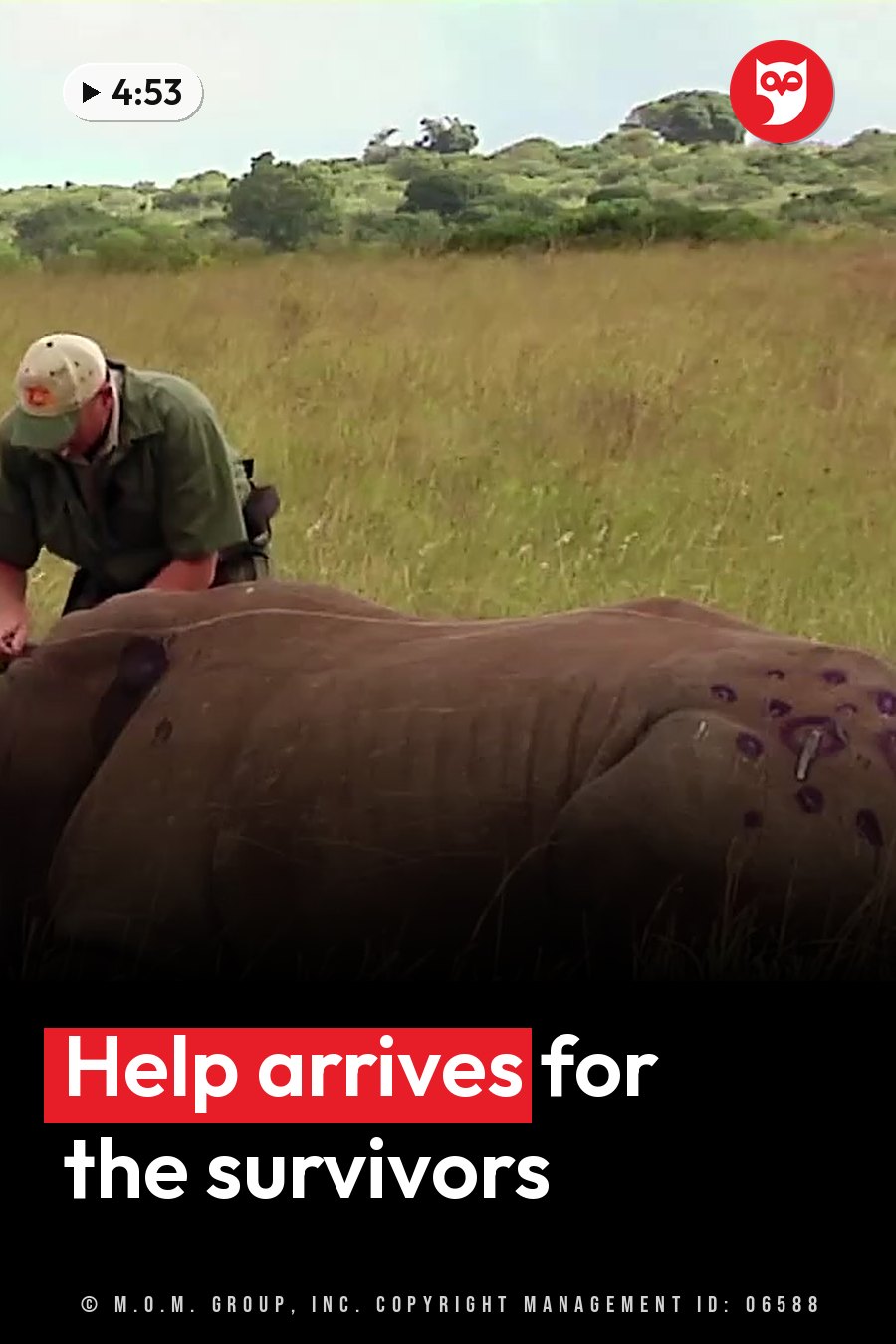 A person in a green shirt and cap leans over a large rhinoceros lying on a grassy field, with trees in the background. A headline runs in white letters across the lower third.