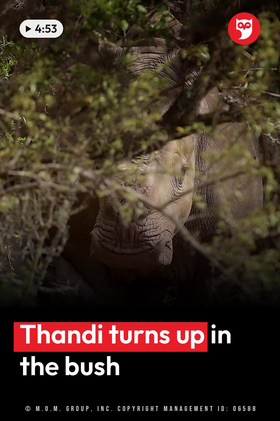 A rhinoceros peeks through dense green bushes, its head partly hidden by branches. A headline runs in white letters across the lower third.