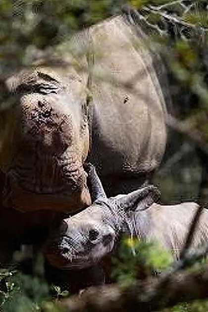 Two rhinoceroses in a forested outdoor setting with soft natural light filtering through trees.
