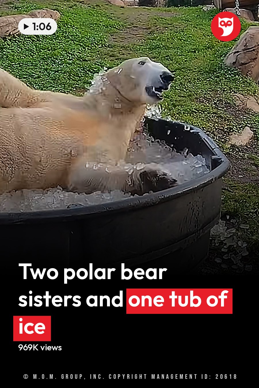 A polar bear with a light beige coat stands near an ice-filled tub at what seems to be a zoo or wildlife park, surrounded by grassy areas and wooden elements. The headline runs in white letters across the lower third.