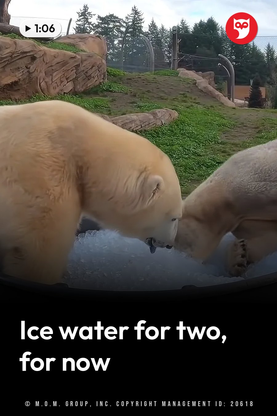 Two polar bears drink from a pool of ice water inside an enclosure with grassy slopes and trees. A headline runs in white letters across the lower third.