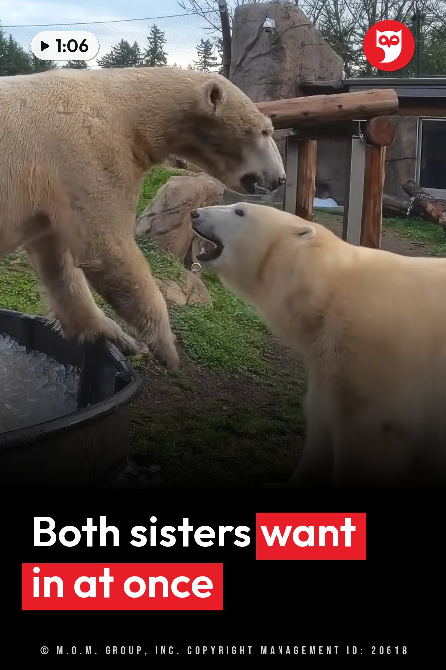 Two polar bears beside a tub filled with ice in an enclosure with grass and wooden structures. A headline runs in white letters across the lower third.