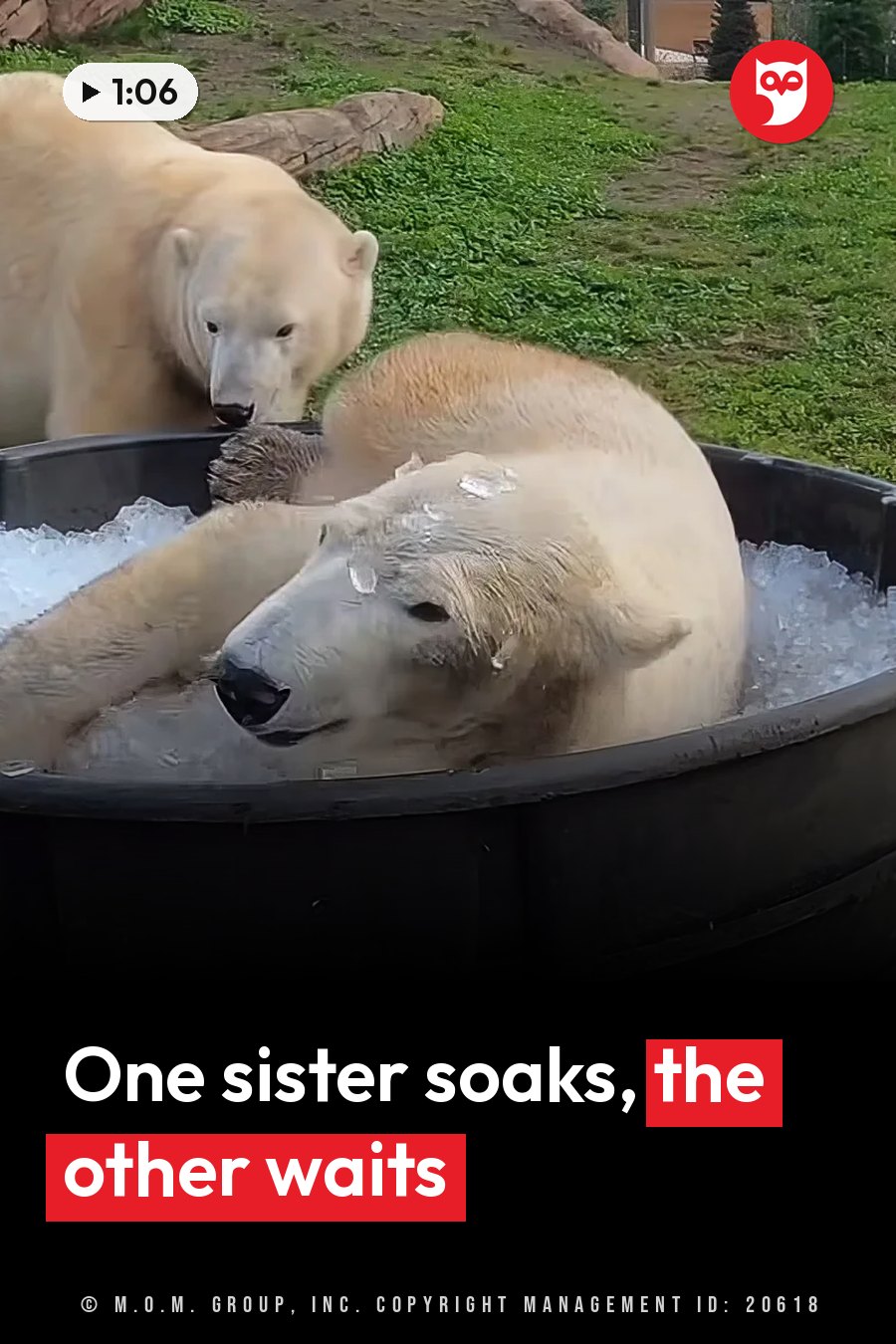 One polar bear lounges in a tub of icy water while another polar bear stands nearby on grassy ground. A headline runs in white letters across the lower third.