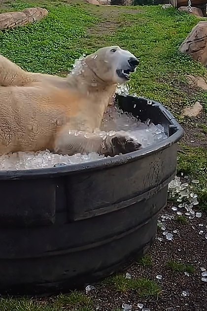 A polar bear with a light beige coat stands near an ice-filled tub at what seems to be a zoo or wildlife park, surrounded by grassy areas and wooden elements.