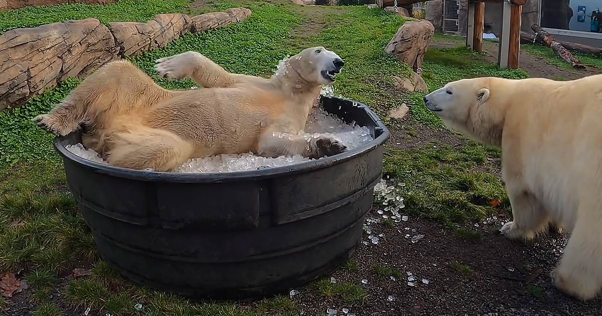A polar bear with a light beige coat stands near an ice-filled tub at what seems to be a zoo or wildlife park, surrounded by grassy areas and wooden elements.