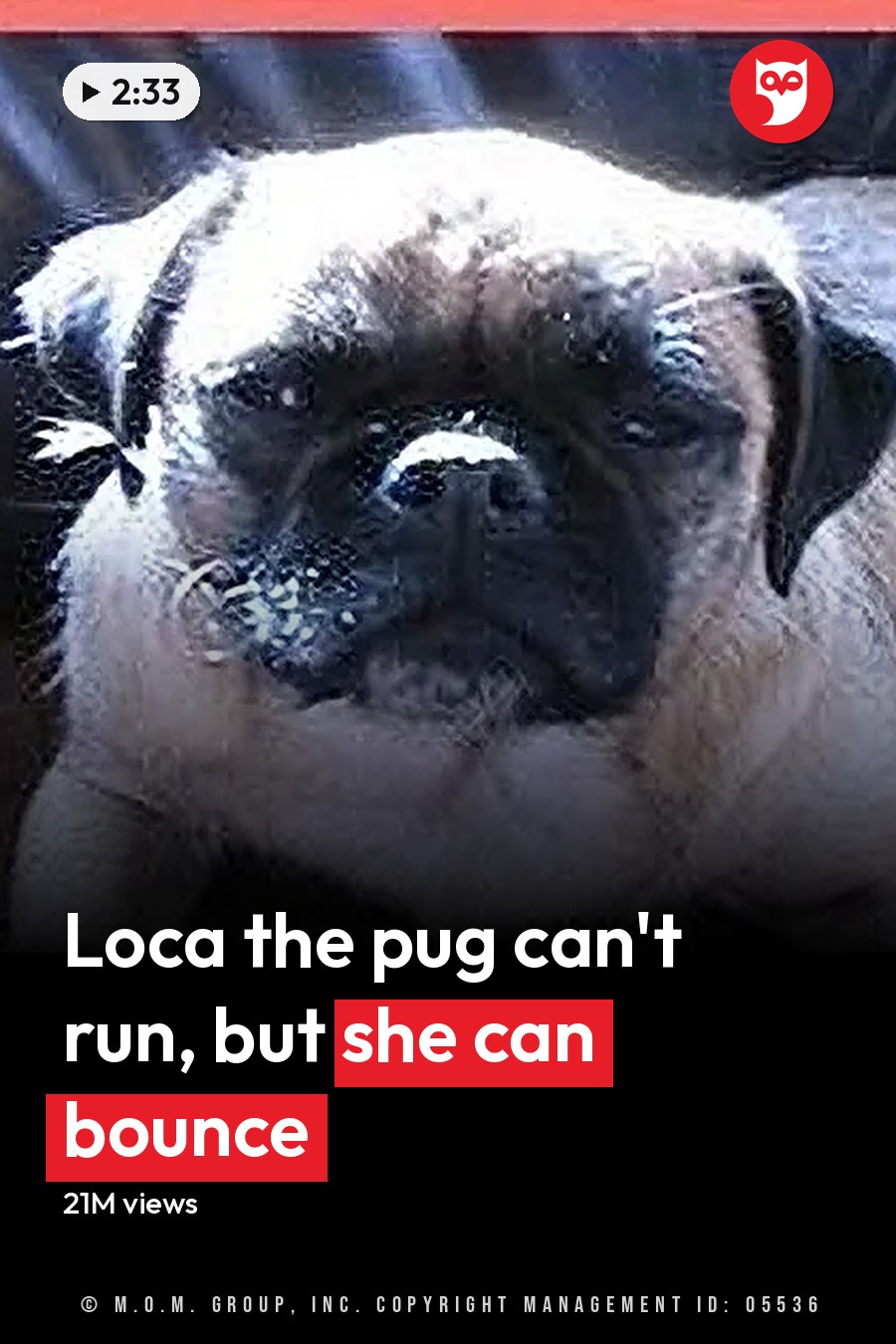 A light beige pug named Loca with darker markings around its eyes and ears stands indoors against a dark background. The headline runs in white letters across the lower third.