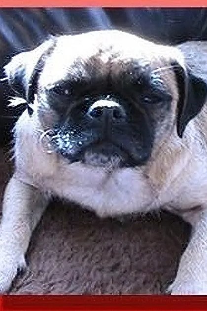 A light beige pug named Loca with darker markings around its eyes and ears stands indoors against a dark background.