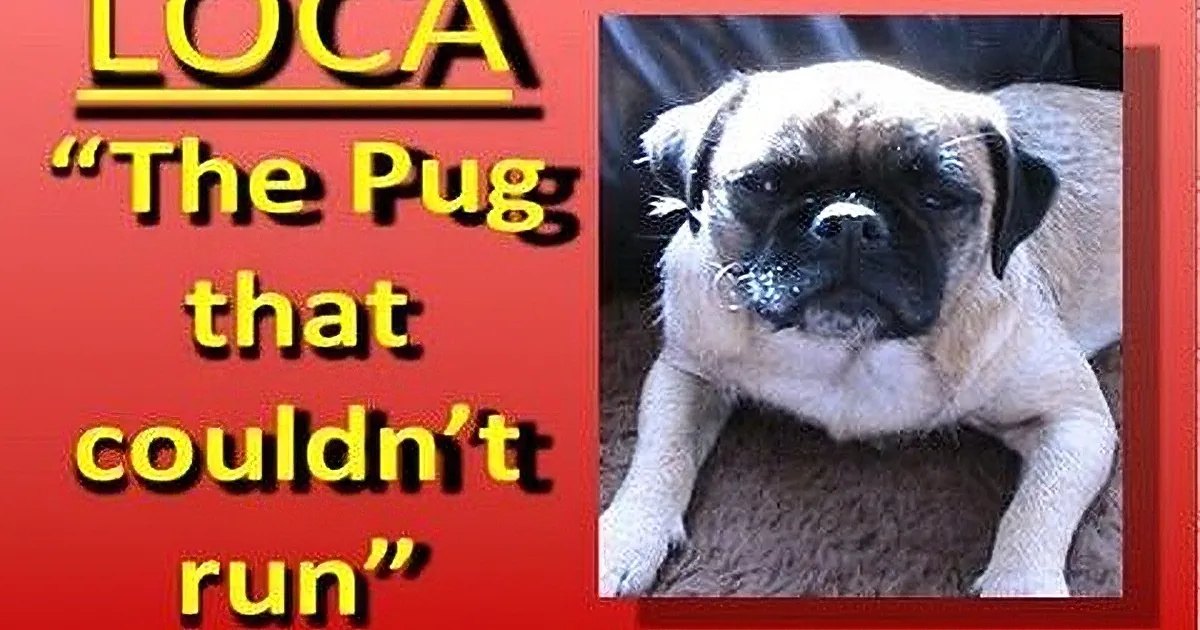 A light beige pug named Loca with darker markings around its eyes and ears stands indoors against a dark background.