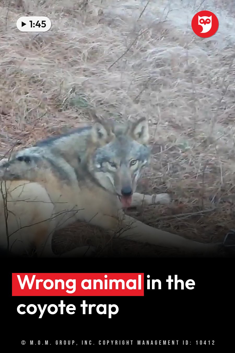 A wolf lies on dry grass with his tongue out, looking toward the camera with alert eyes. A headline runs in white letters across the lower third.