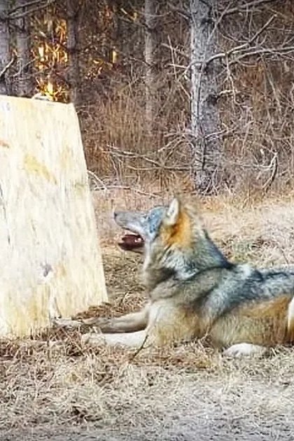 A red fox stands in a wooded area with dry grass and leaves on the ground, surrounded by bare trees indicating late autumn or winter; an adult male wears a light gray hoodie with red lettering and blue jeans.
