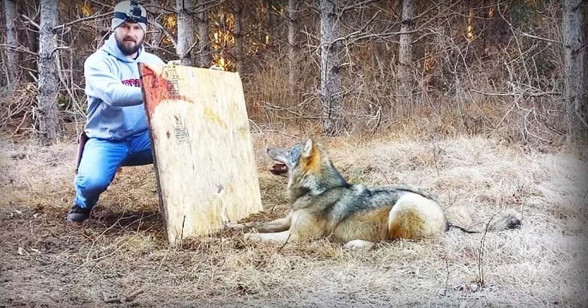 A red fox stands in a wooded area with dry grass and leaves on the ground, surrounded by bare trees indicating late autumn or winter; an adult male wears a light gray hoodie with red lettering and blue jeans.