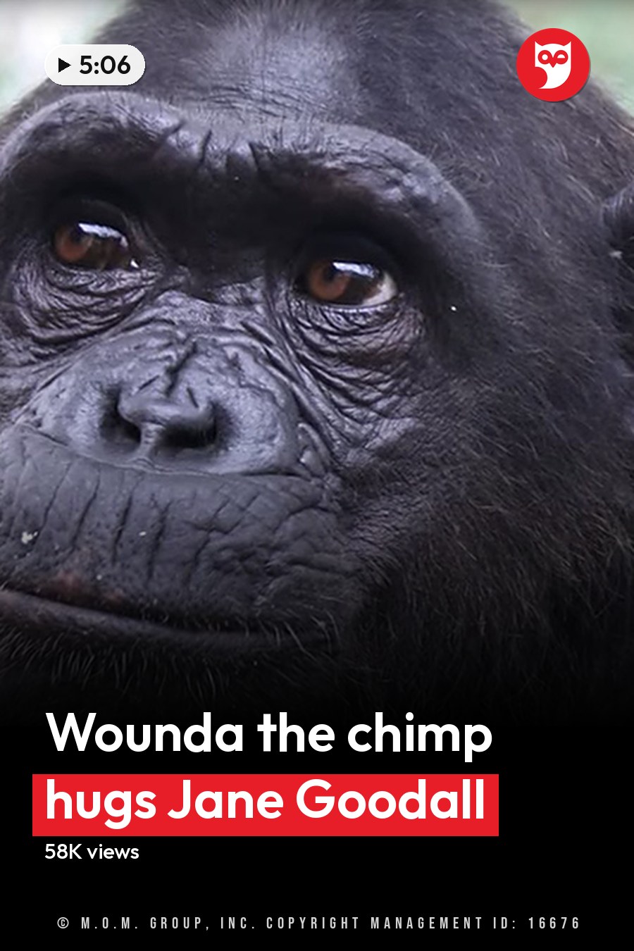 A chimpanzee with dark fur stands outdoors amidst trees in a natural setting during daytime. The headline runs in white letters across the lower third.