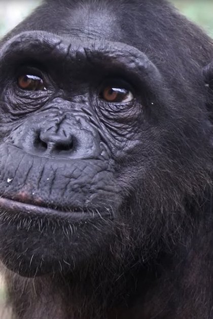 A chimpanzee with dark fur stands outdoors amidst trees in a natural setting during daytime.