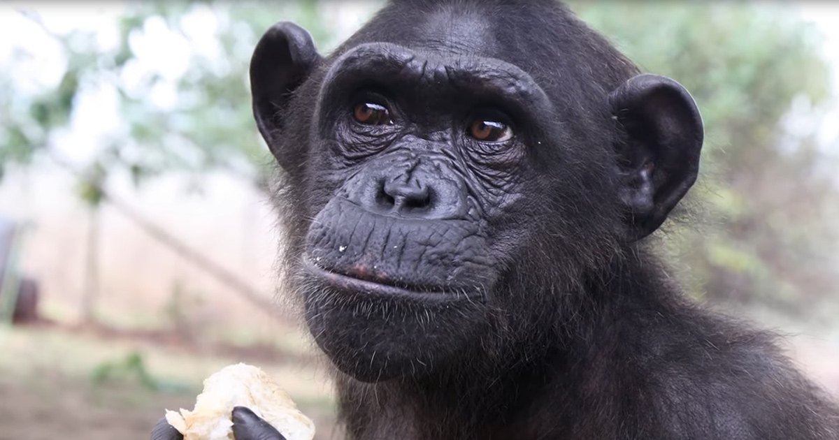 A chimpanzee with dark fur stands outdoors amidst trees in a natural setting during daytime.