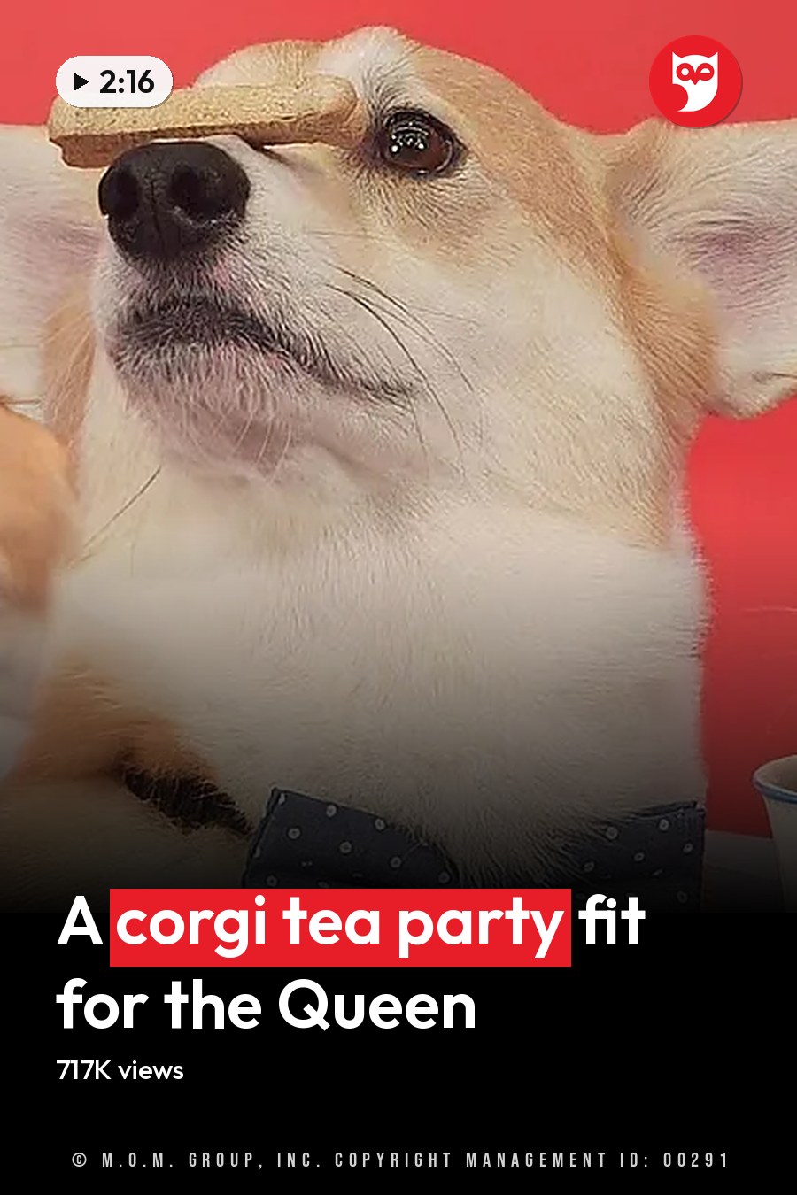 Three corgis sit at a table; one wears a bowtie and balances a biscuit on its nose while others sip from cups. The headline runs in white letters across the lower third.
