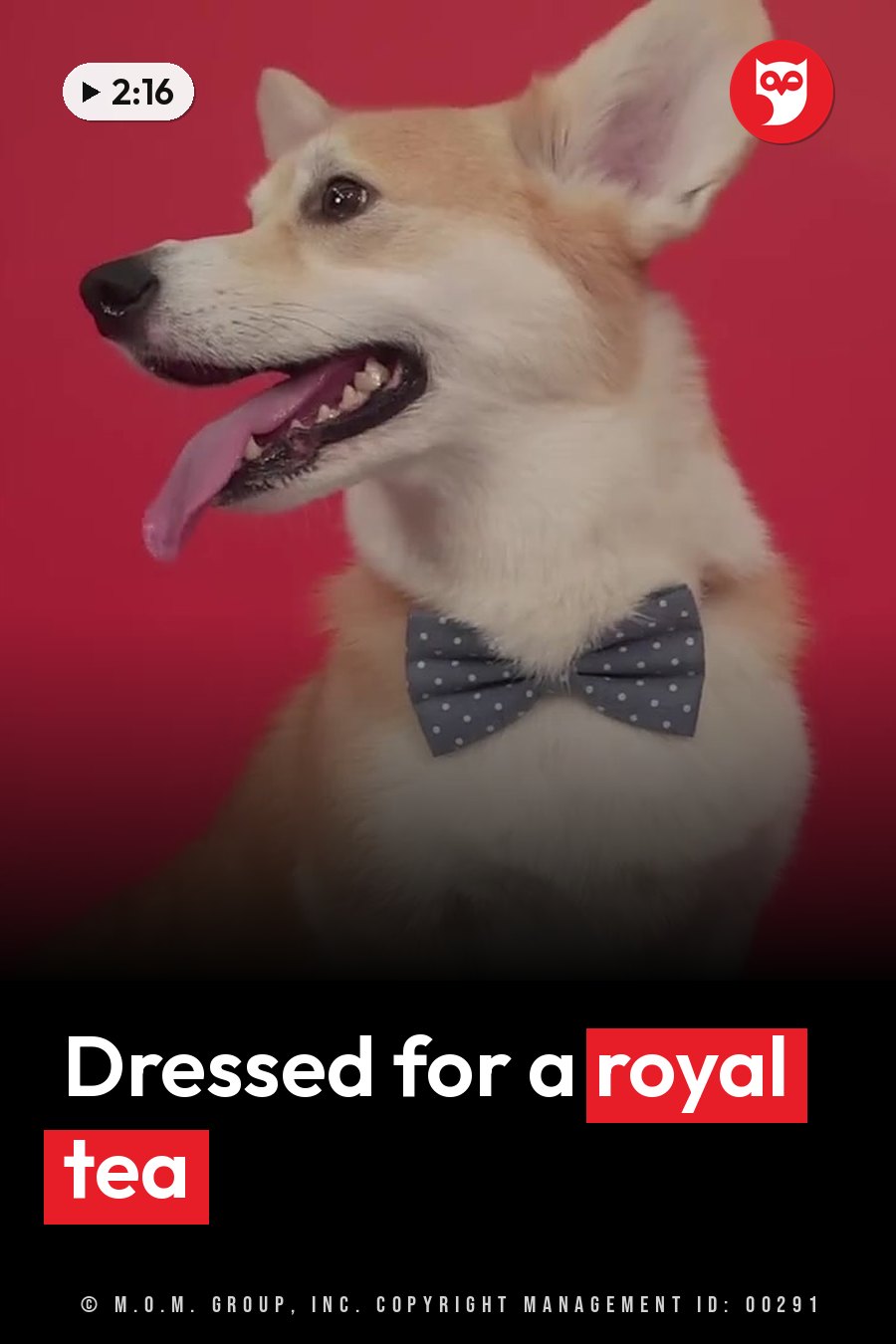 A corgi in a bow tie sits against a red background, tongue out, looking to the side. A headline runs in white letters across the lower third.