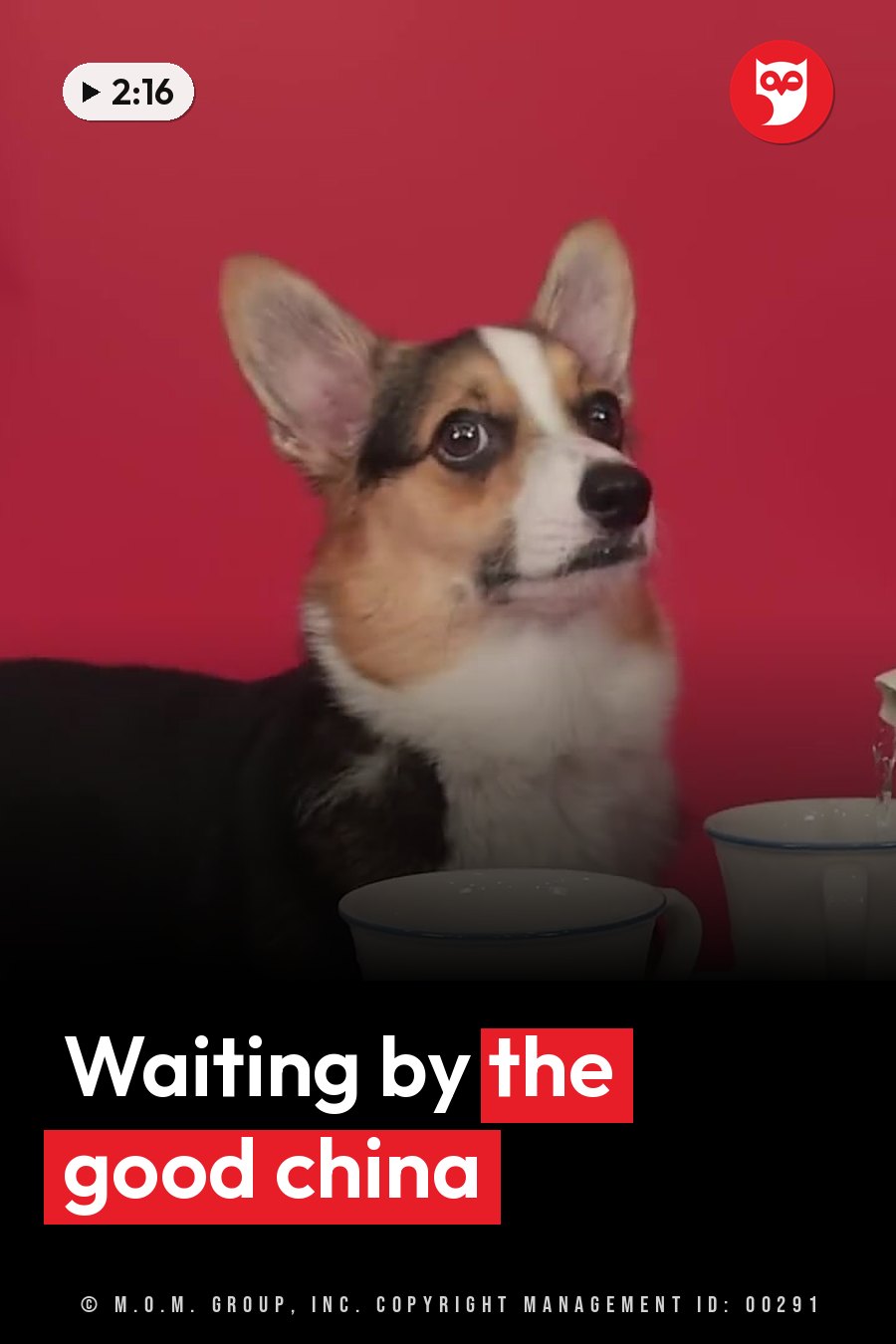A corgi with pointed ears sits beside two white cups against a red background. A headline runs in white letters across the lower third.
